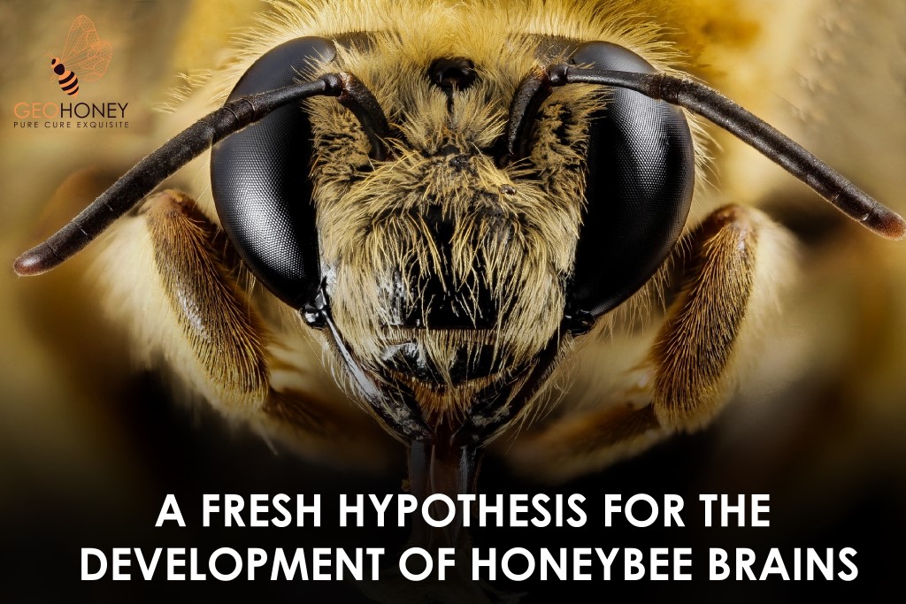 A Fresh Hypothesis For The Development Of Honeybee Brains